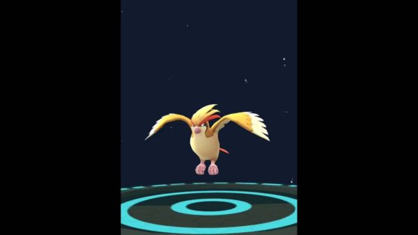 evolucion-de-pidgey-pokedex